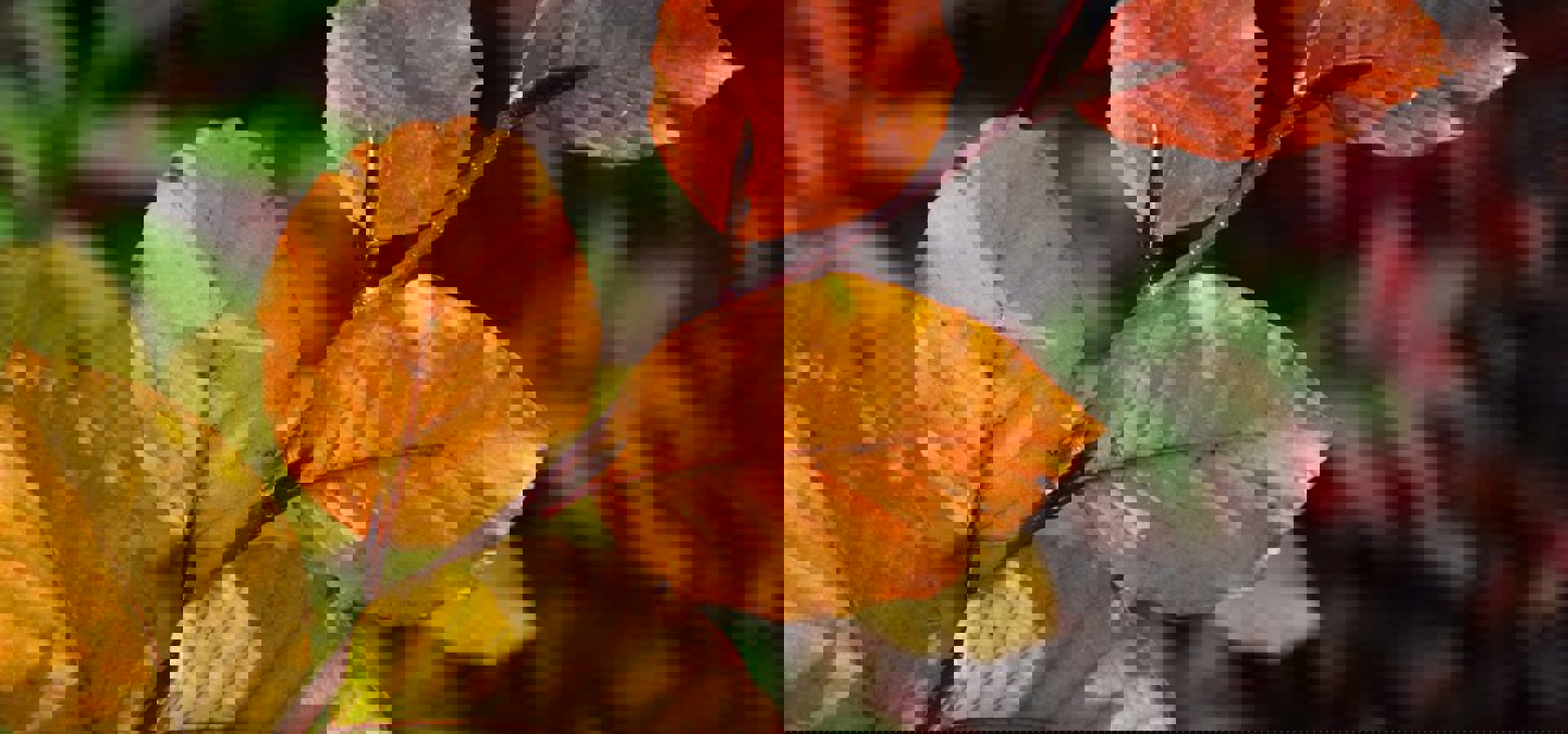 Oak Park Native Tree Planting 