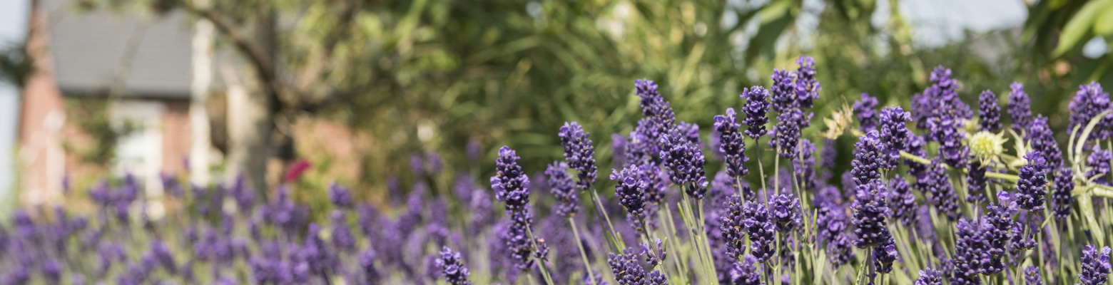 Oak Park Native Tree Planting 