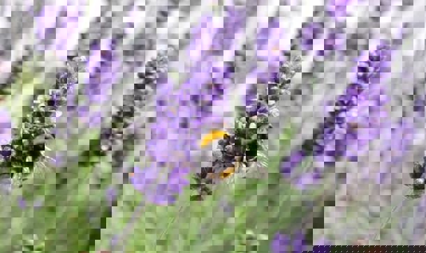 Interim Results for the Six Months Ended 30 June 2020 Safe Return to Work, Positioned for Return to Significant Growth