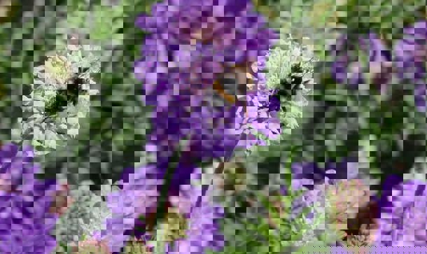 Biodiversity as Priority