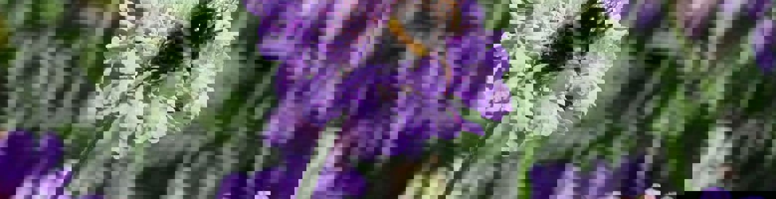 Biodiversity as Priority