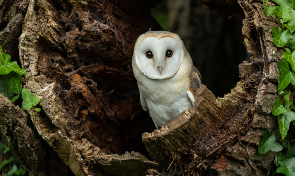 Collaboration with Birdwatch Ireland