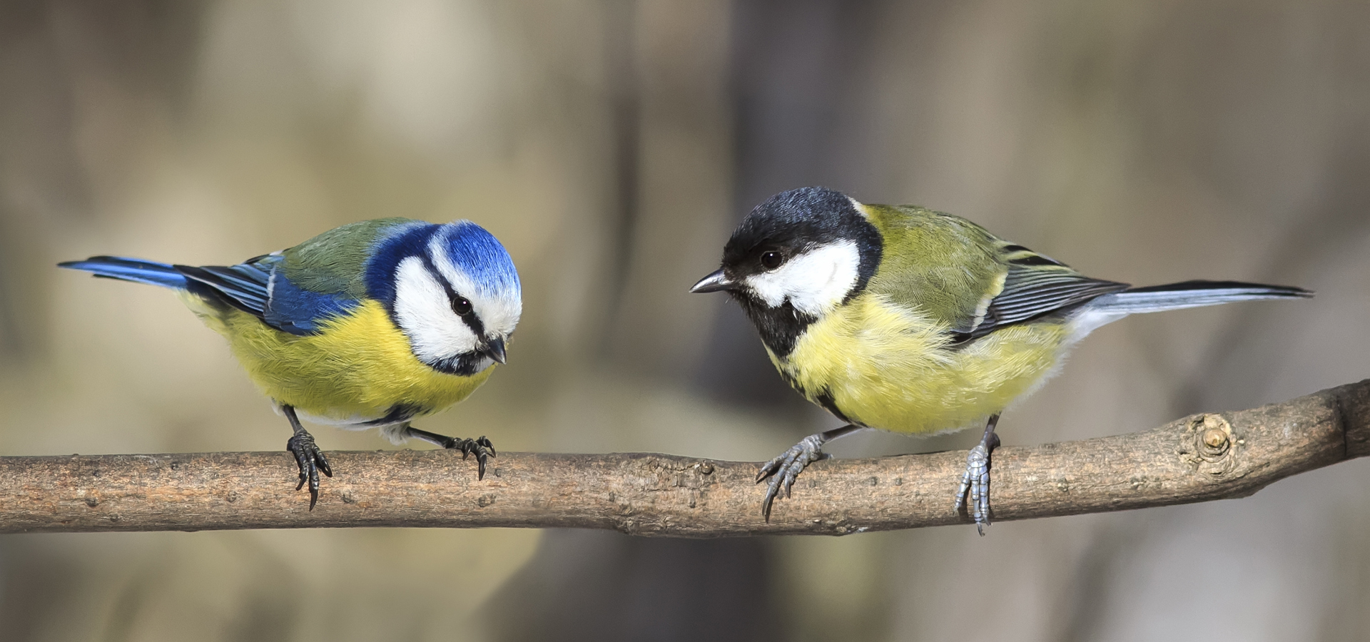 Collaboration with Birdwatch Ireland