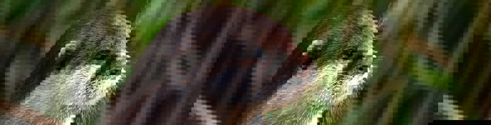 Protecting the local eco-system