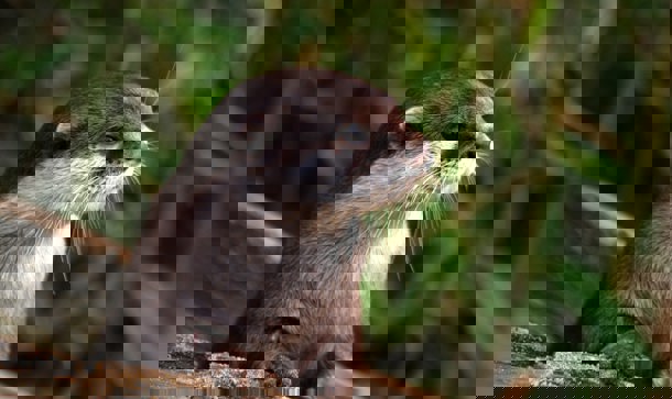 Protecting the local eco-system