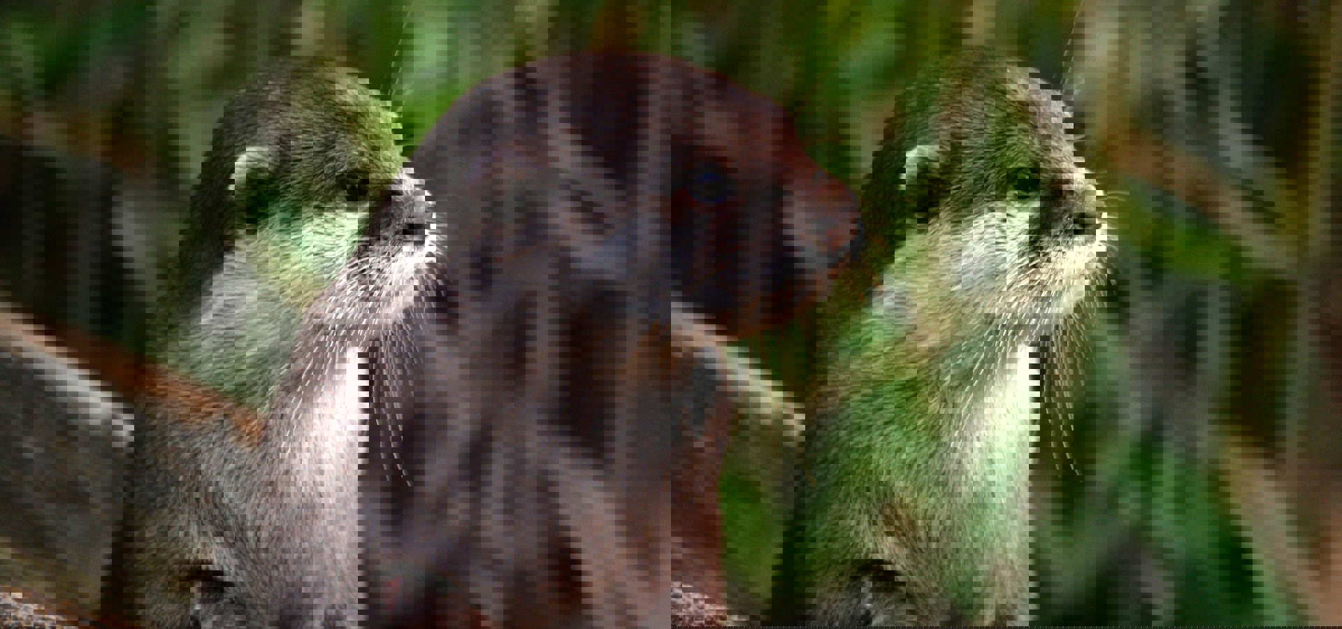 Protecting the local eco-system